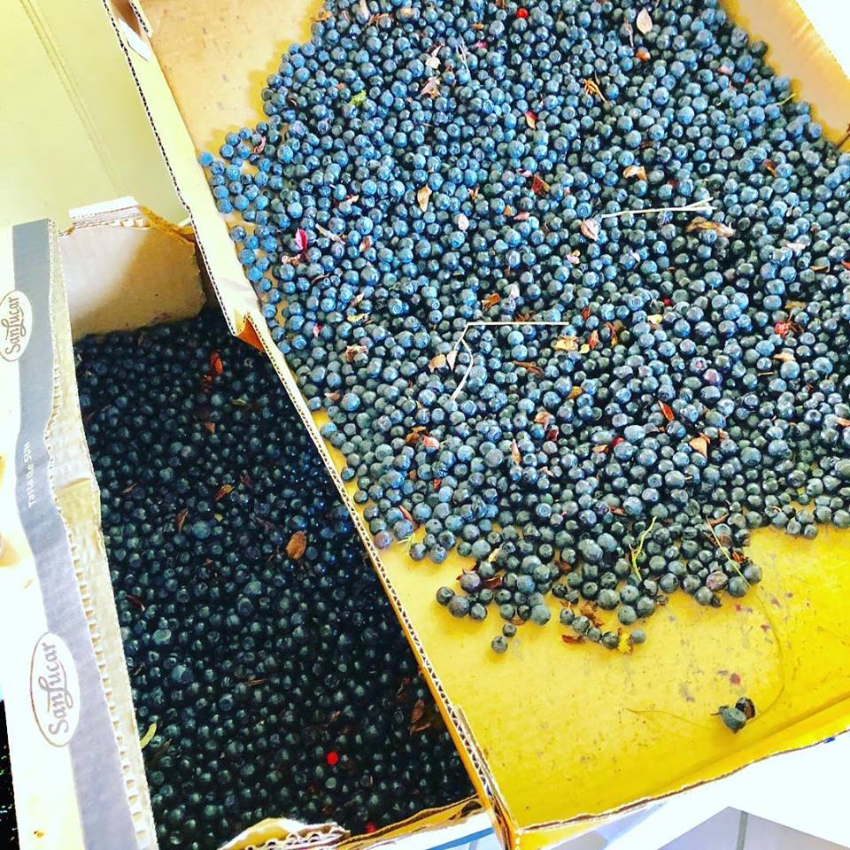Blaubeeren
